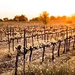 Le Vin De L'ete - Summer Wine - Sud De France Cournonterral