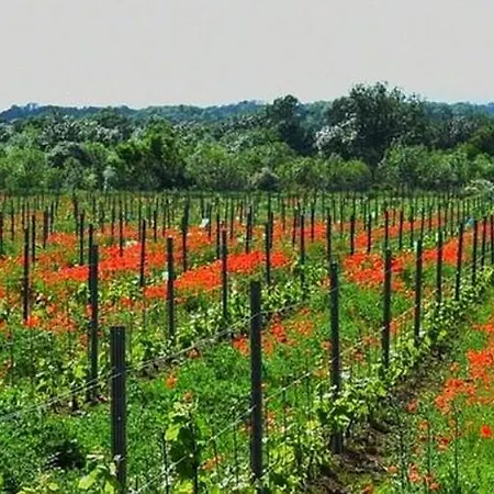 Le Vin De L'ete - Summer Wine - Sud De France Bed & Breakfast *