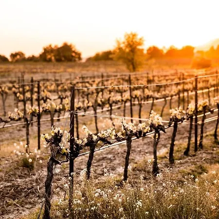 Le Vin De L'ete - Summer Wine - Sud De France Cournonterral