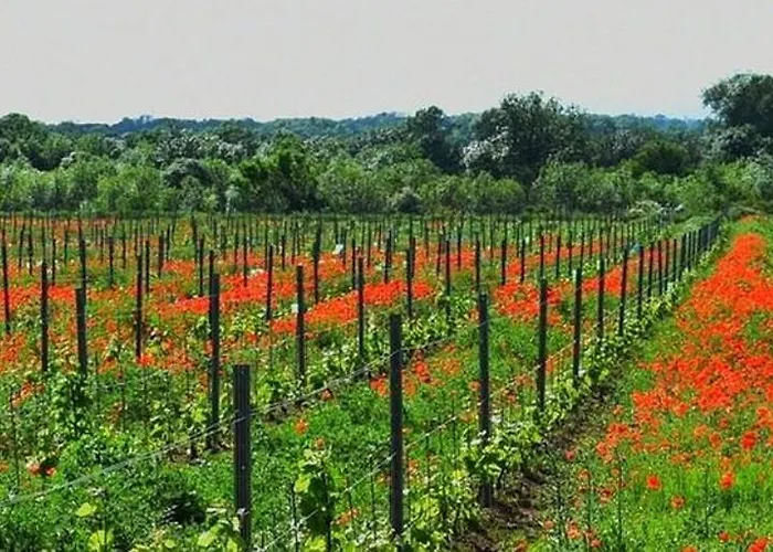 Le Vin De L'ete - Summer Wine - Sud De France Bed & Breakfast *