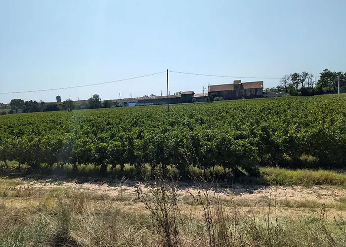 Le Vin De L'ete - Summer Wine - Sud De France