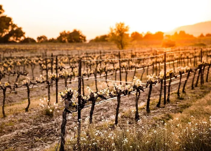 Le Vin De L'ete - Summer Wine - Sud De France Cournonterral